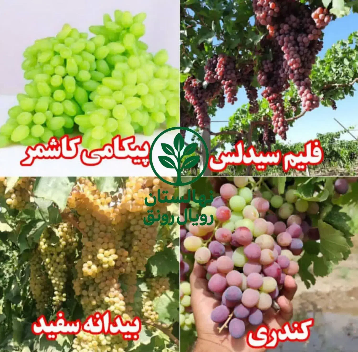 نهال انگور فصلی|خدمات باغبانی و درختکاری|بانه, |دیوار