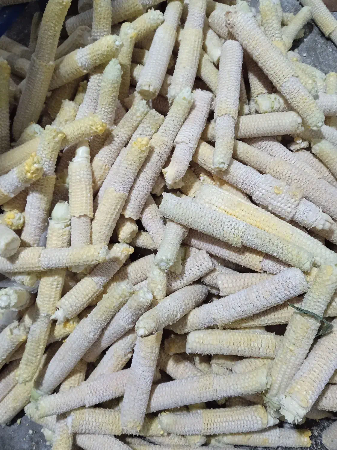 علوفه ی بلال|حیوانات مزرعه|نسیم‌شهر, |دیوار