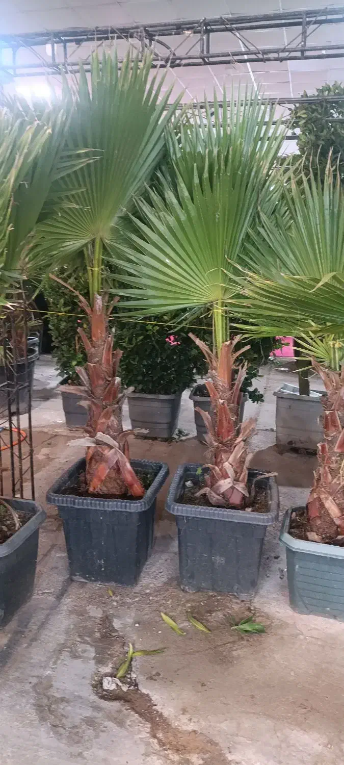 خدمات باغبانی تخصصی، باغچه و گلدان تضمینی|خدمات باغبانی و درختکاری|اهواز, کوی شاهد|دیوار