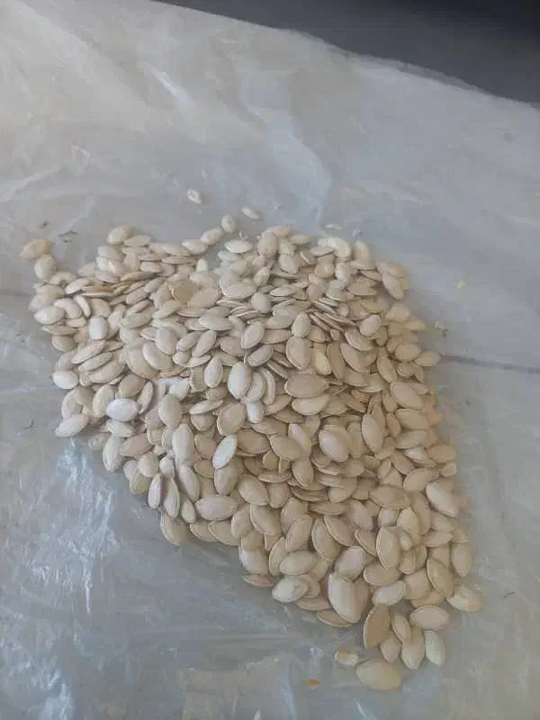 خرید وفروش تخم کدو گوشتی|خوردنی و آشامیدنی|تهران, جلیلی|دیوار