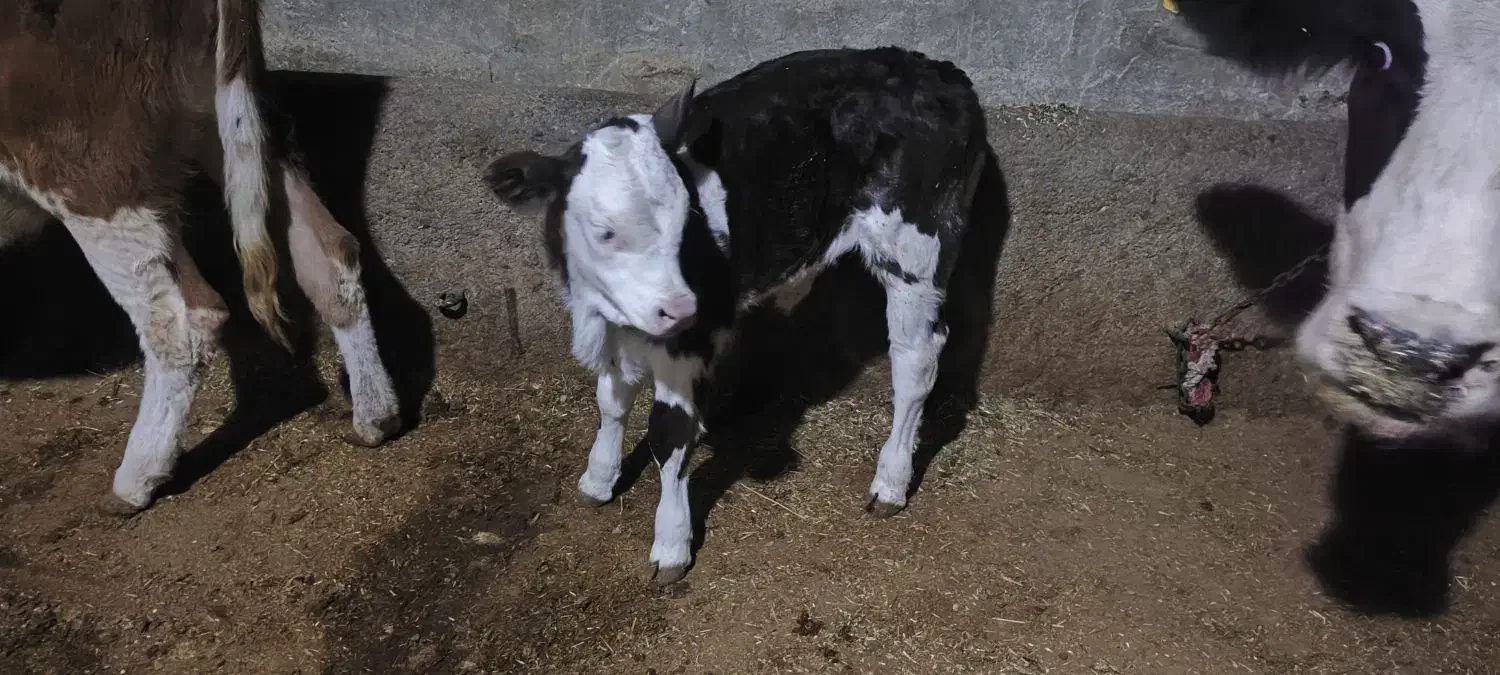 فروش گوساله شیر خوار|حیوانات مزرعه|لاجان, |دیوار