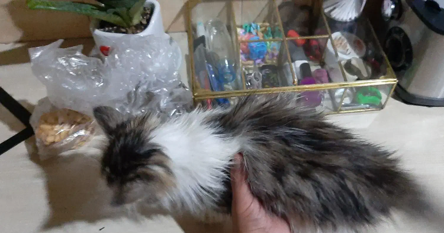 گربه نژاد دار|گربه|تهران, شوش|دیوار