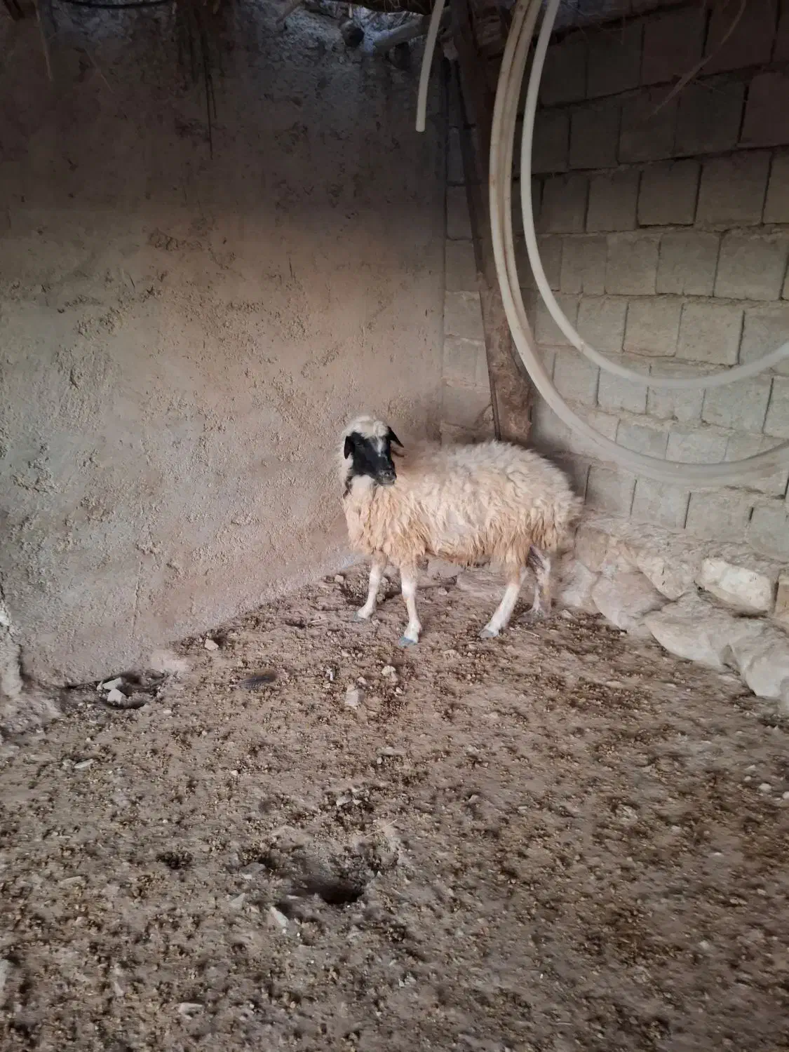 دو راس گوسفند جوان|حیوانات مزرعه|بولی, |دیوار