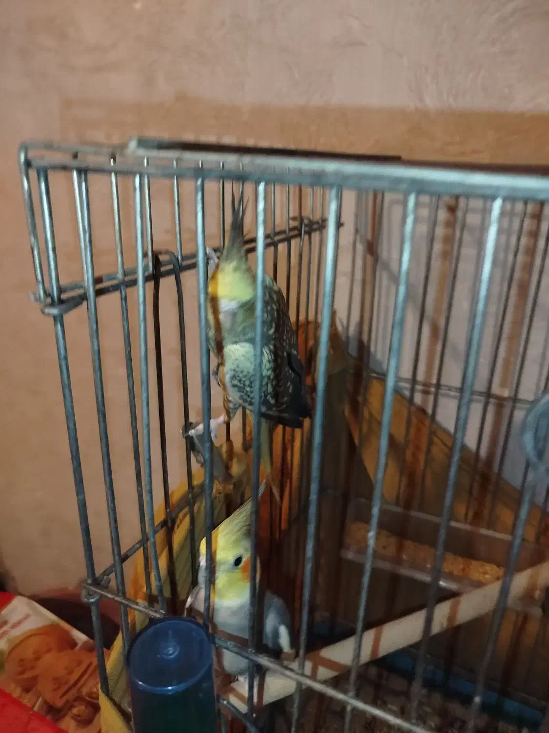 عروس هلندی ،مرغ عشق جفت|پرنده|ساوه, |دیوار