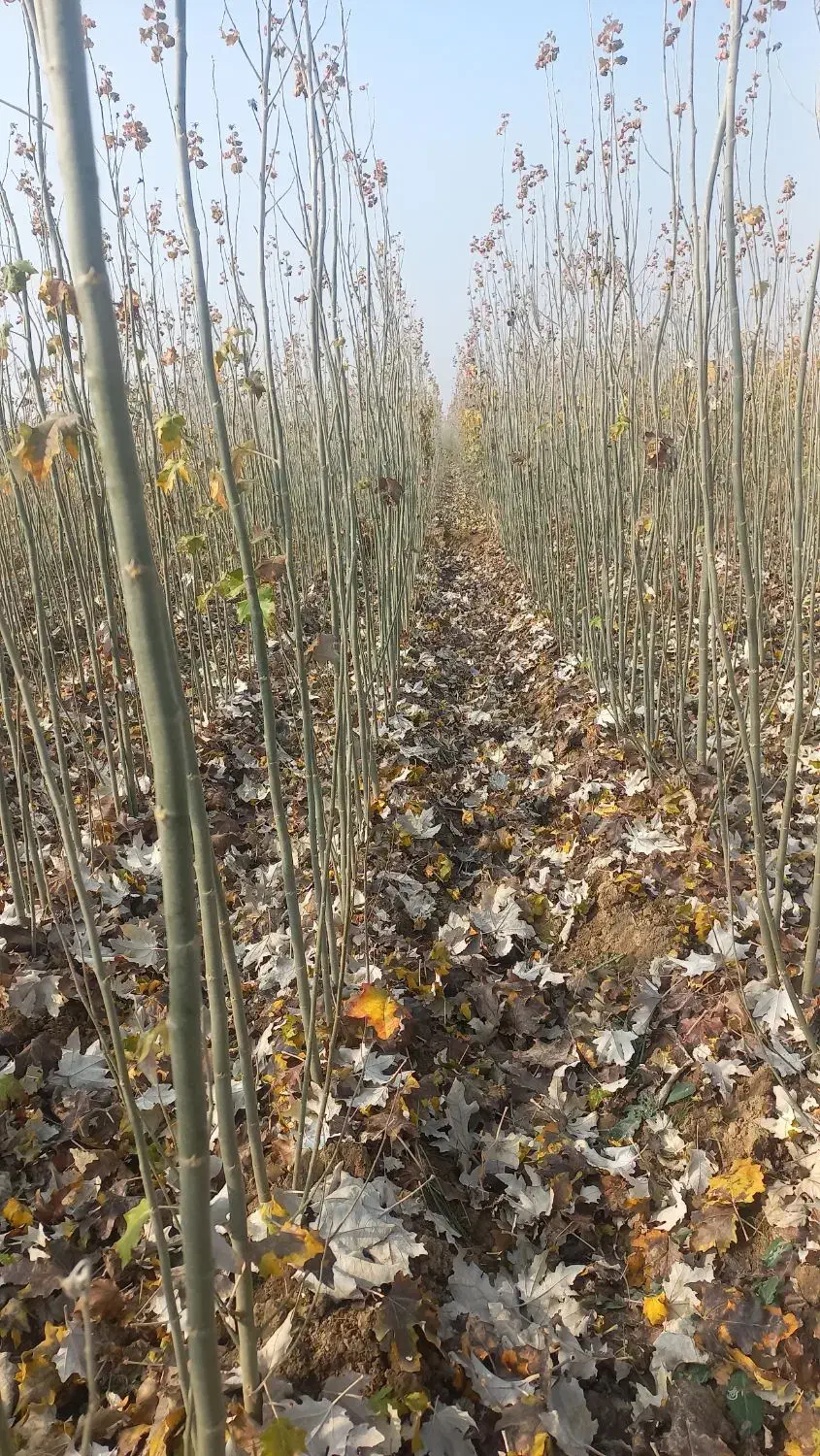 فروش انواع ارقام نهال های مثمروغیرمثمر|خدمات باغبانی و درختکاری|ارومیه, |دیوار