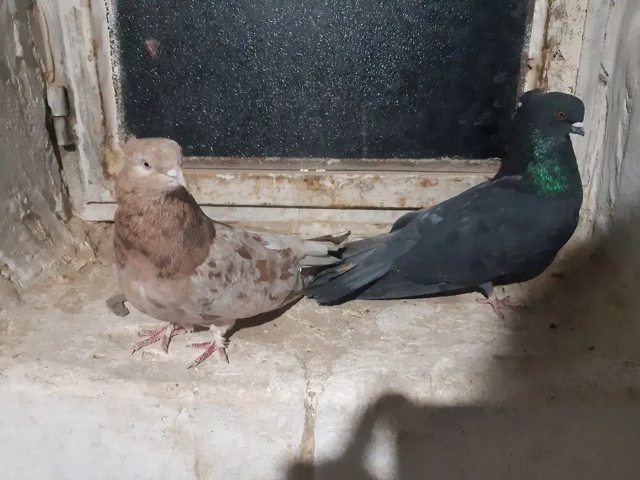 دو جفت سرول|پرنده|درگزین, |دیوار