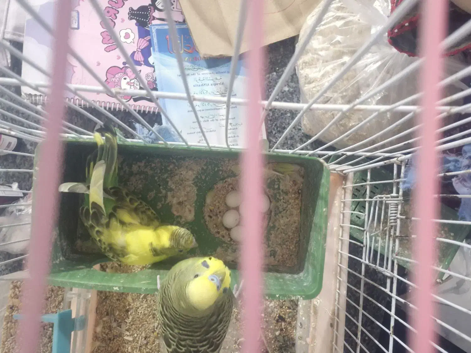 مرغ عشق|پرنده|چابهار, |دیوار