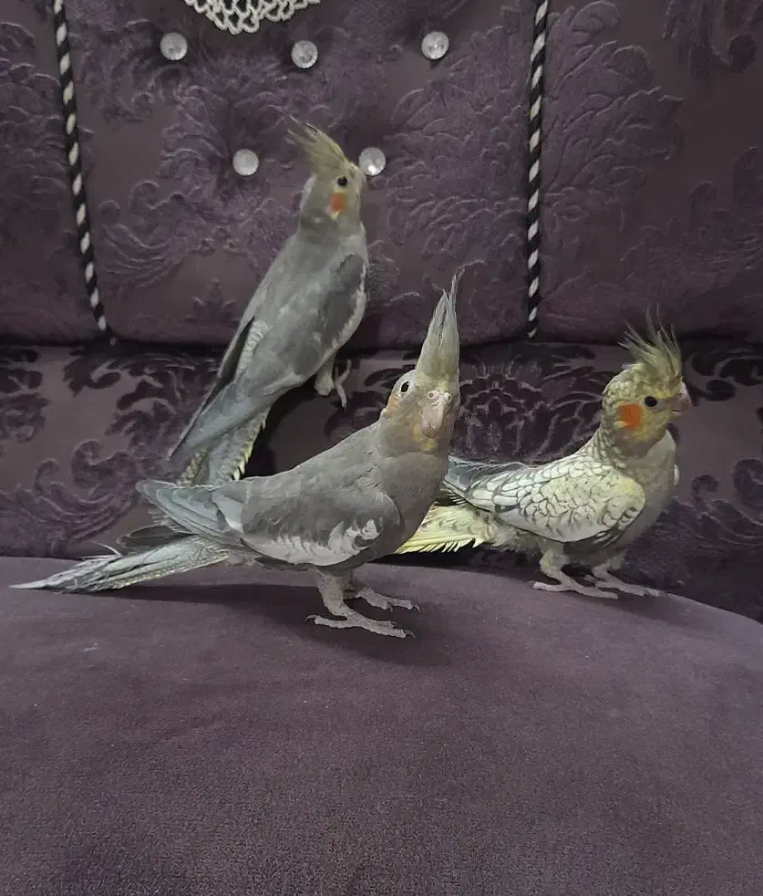 فروش عروس هلندی|پرنده|بابل, |دیوار