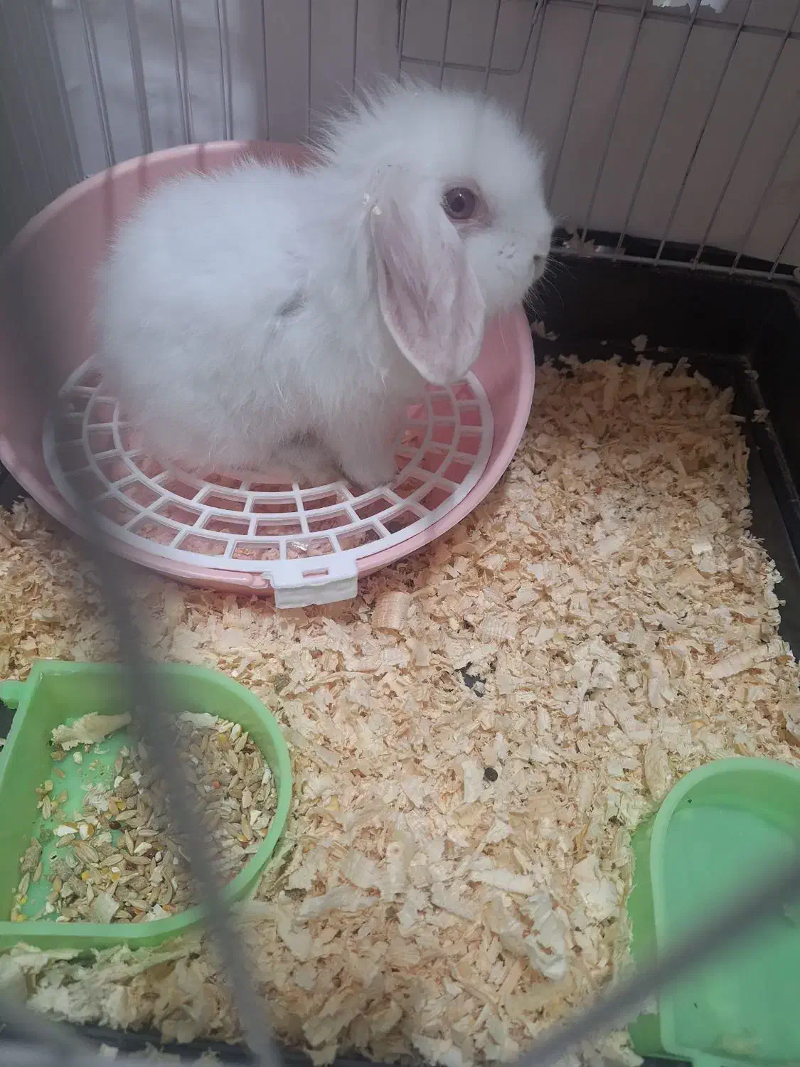 خرگوش|موش و خرگوش|اهواز, کیانشهر|دیوار