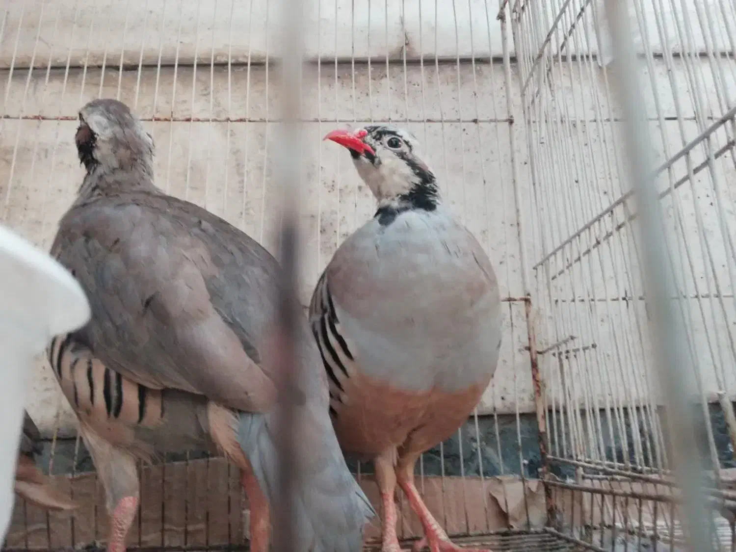 بلدرچین کوهی ،مرغ خروس عروس جوجه عروس هلندی|حیوانات مزرعه|مشهد, فاطمیه|دیوار