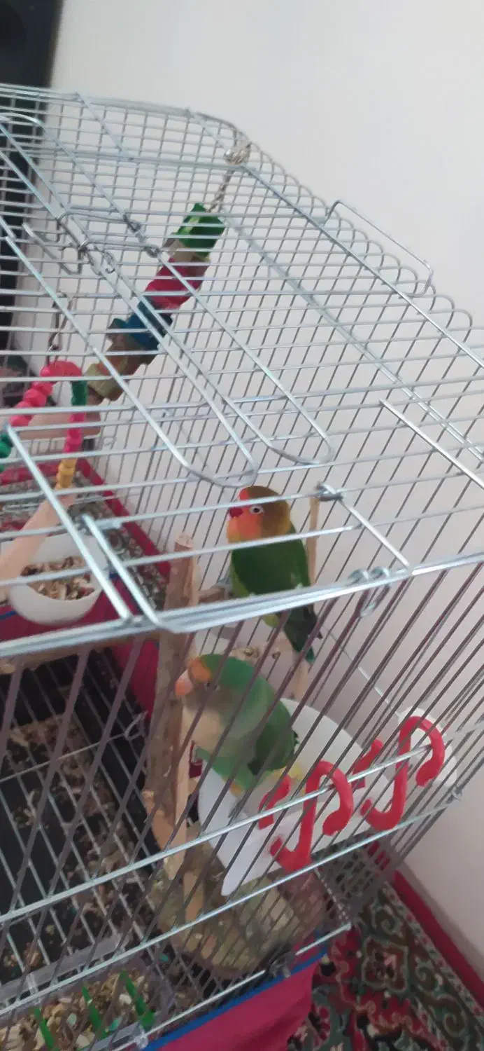 طوطی کوتوله مولد|پرنده|شیراز, کوشک میدان|دیوار