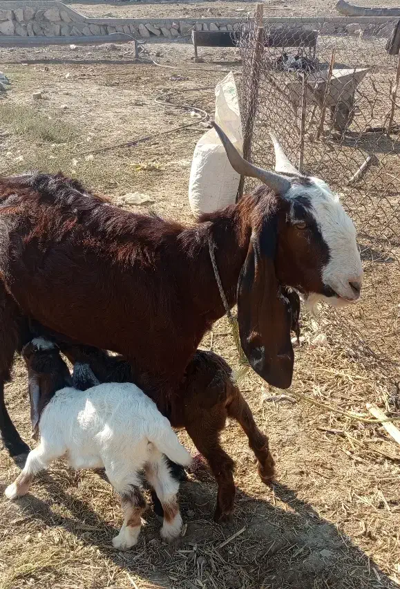 بز و بزغاله|حیوانات مزرعه|گیلان غرب, |دیوار