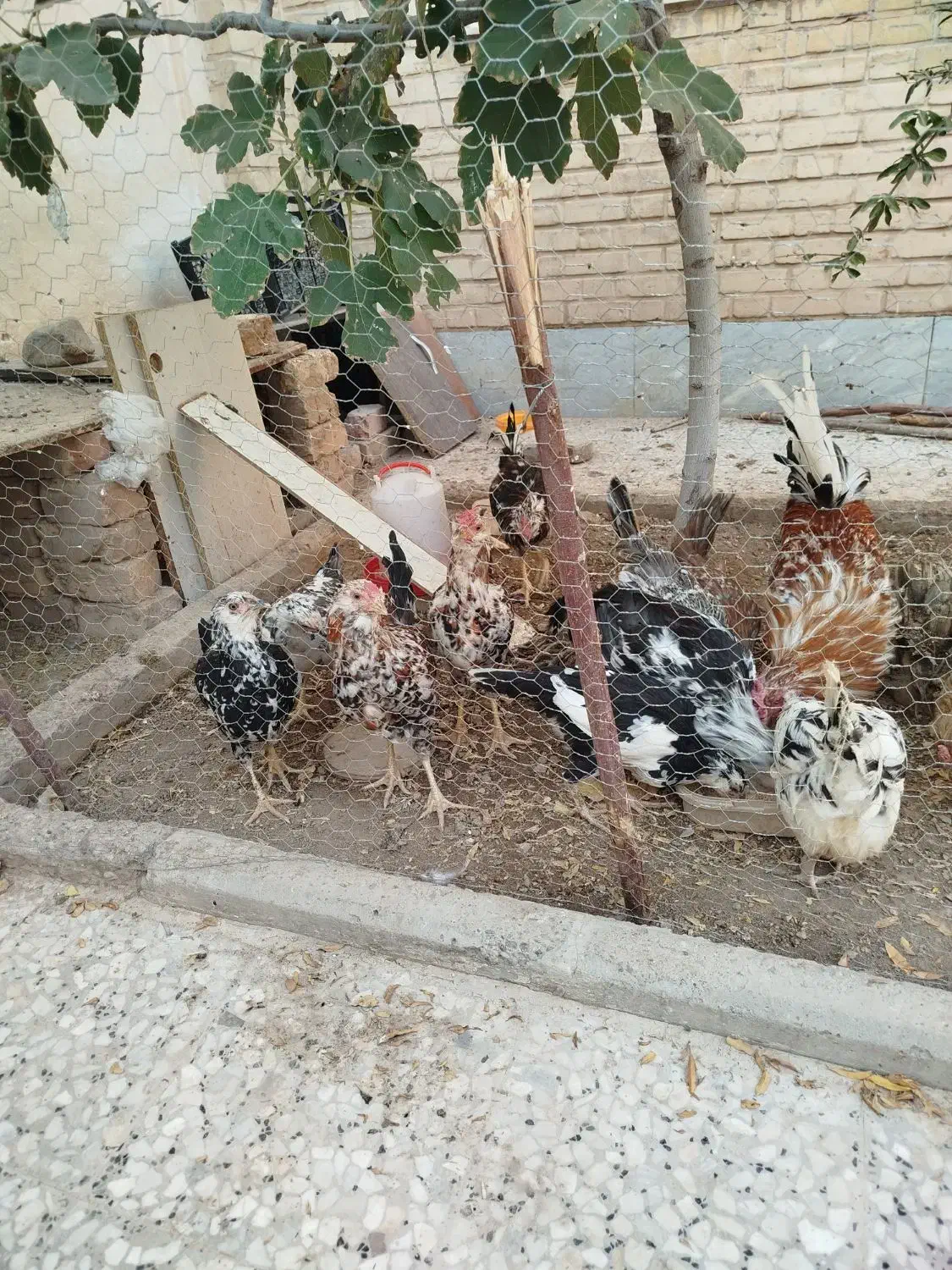 خروس گلین زیبا|حیوانات مزرعه|قم, شهرک مهدیه|دیوار