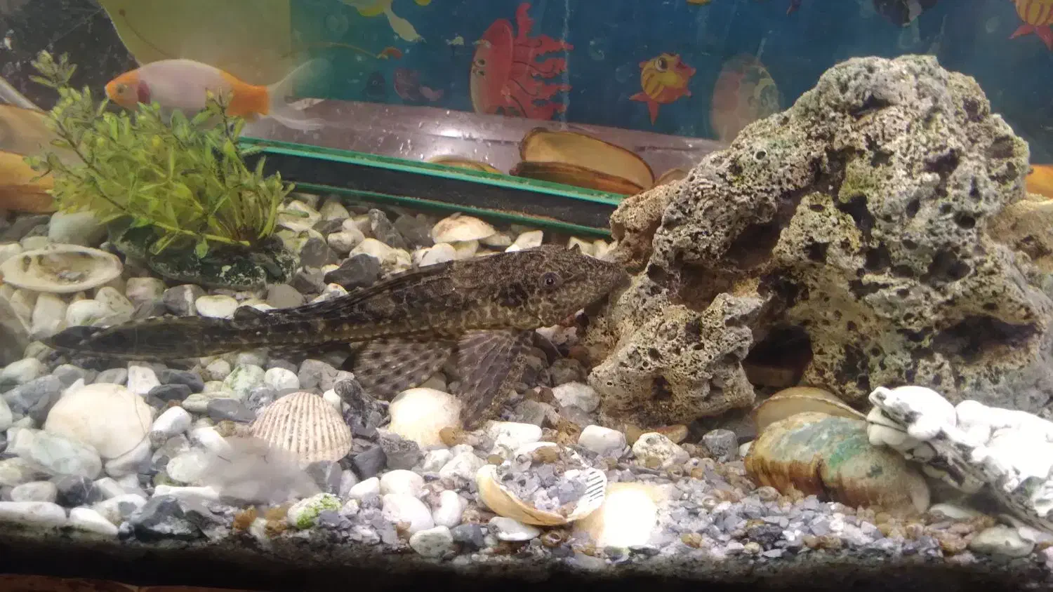 آکواریم با تمام لوازم|ماهی|اهواز, منبع اب|دیوار