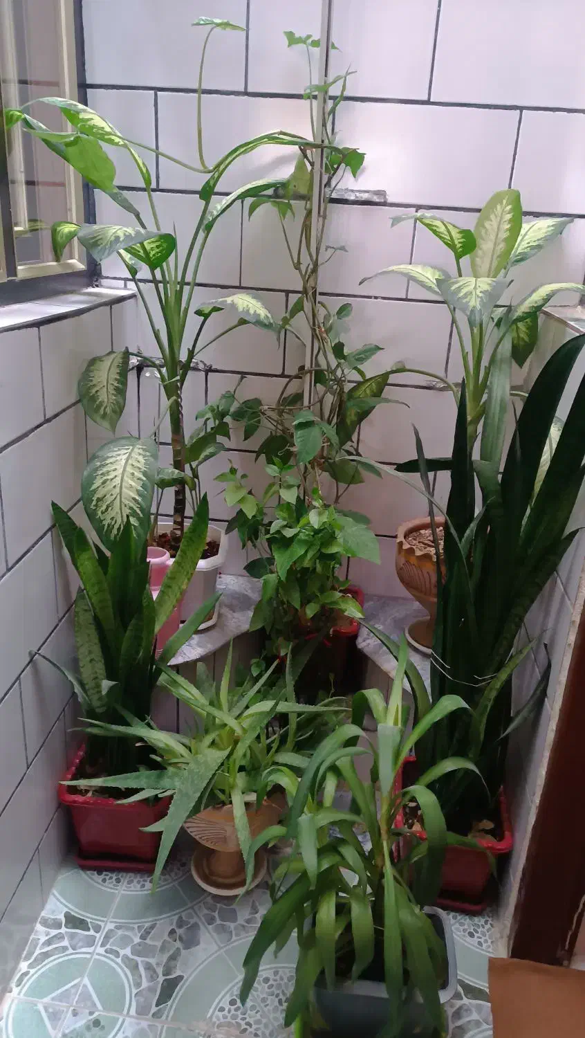 گل خانگی|گل و گیاه طبیعی|سرپل ذهاب, |دیوار