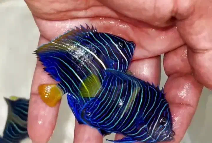 ماهی زینتی|ماهی|رشت, جهاد|دیوار