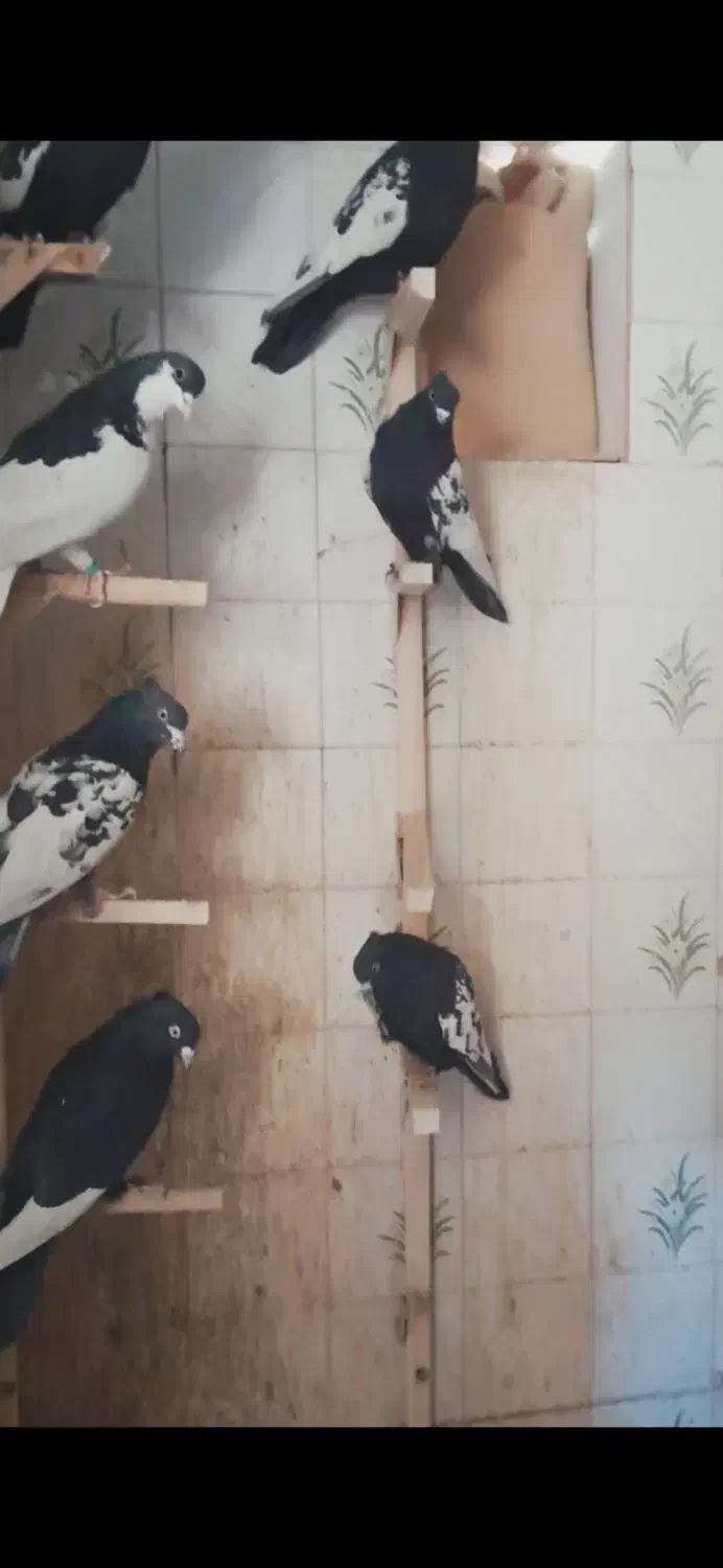 کفتر هوایی|پرنده|بیضا, |دیوار