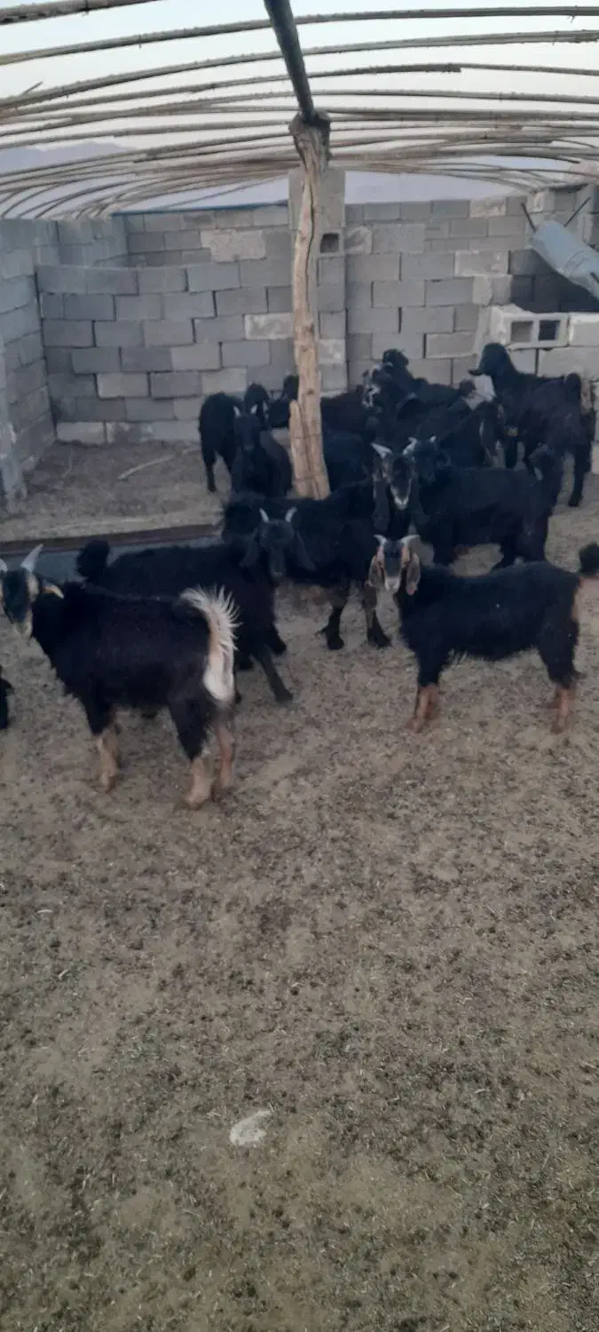 کهره ریزصادراتی|حیوانات مزرعه|جهرم, |دیوار