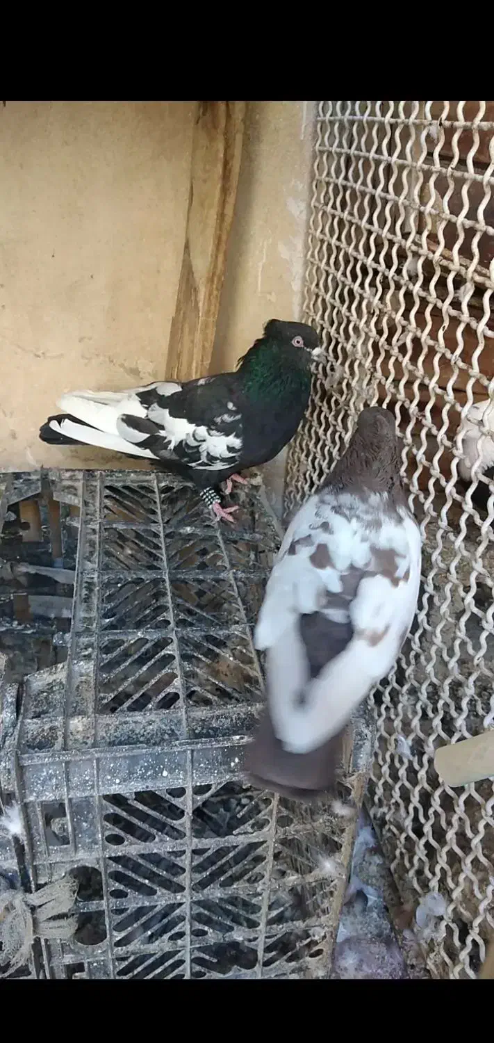 سینه ای|پرنده|برازجان, |دیوار