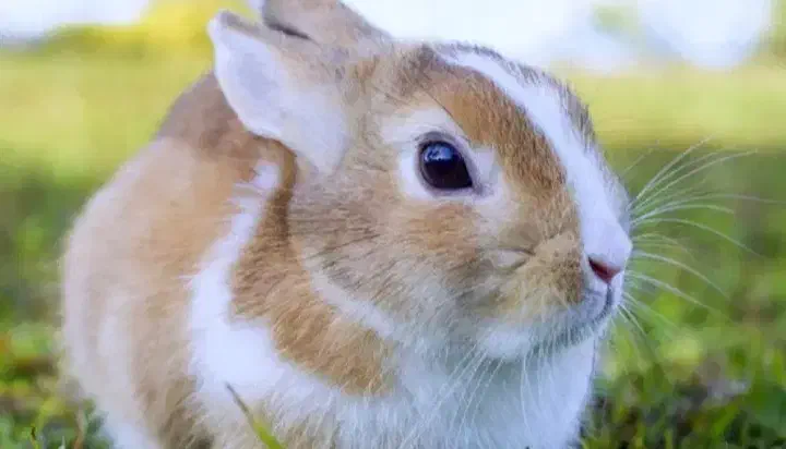 دوعدخرگوش|موش و خرگوش|اهواز, الهائی|دیوار