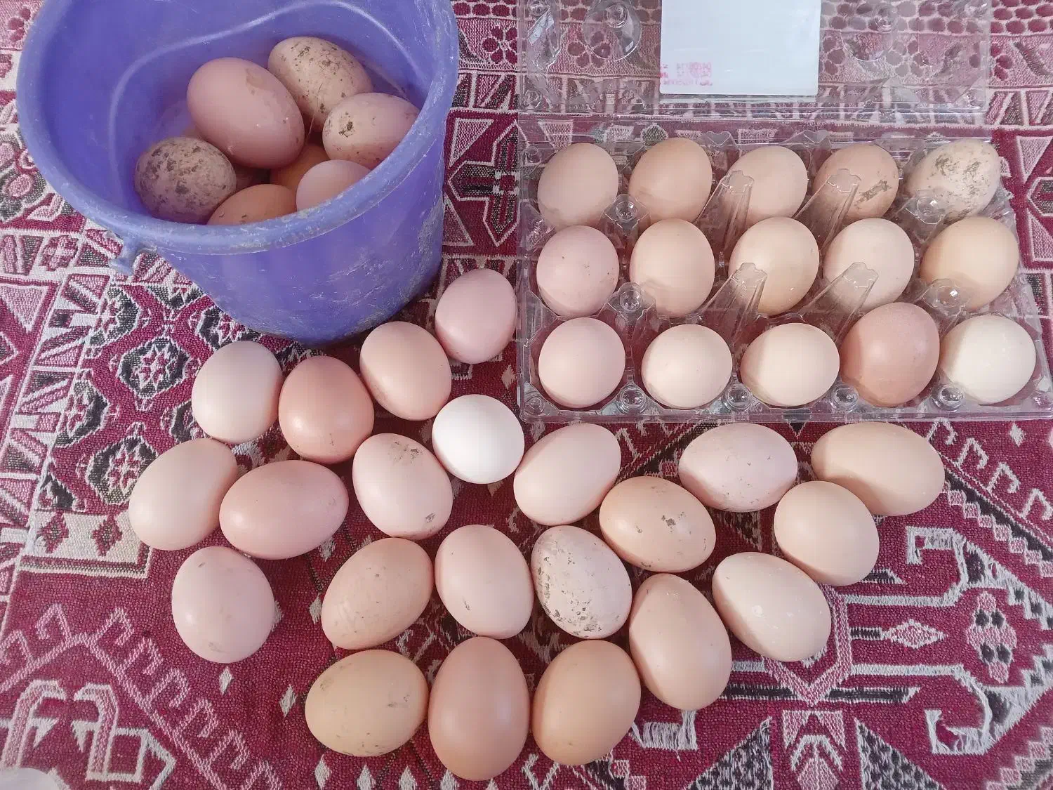 فروش تخم مرغ وتخم اردک اسرائیلی وجوجه اسرائیلی|حیوانات مزرعه|کومله, |دیوار