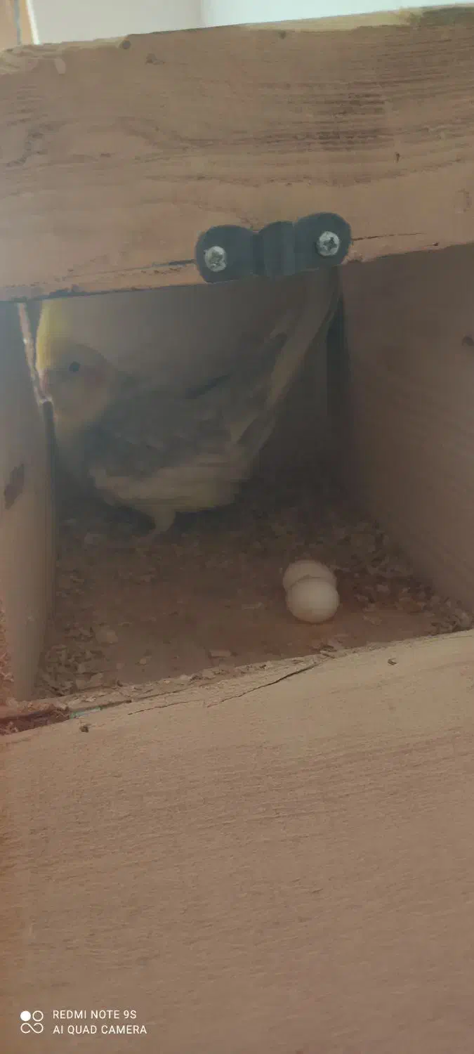 عروس هلندی|پرنده|بندر کنگان, |دیوار