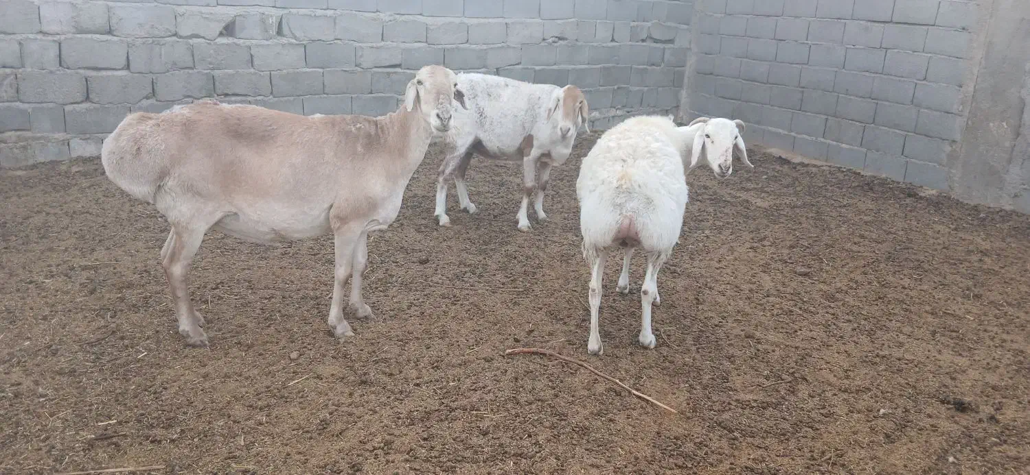 میش چینی|حیوانات مزرعه|مهریز, |دیوار