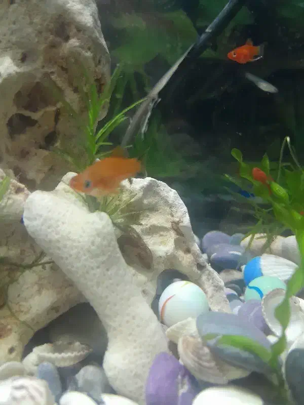 ماهی قیمت مناسب|ماهی|پاکدشت, پاکدشت (مامازند)|دیوار