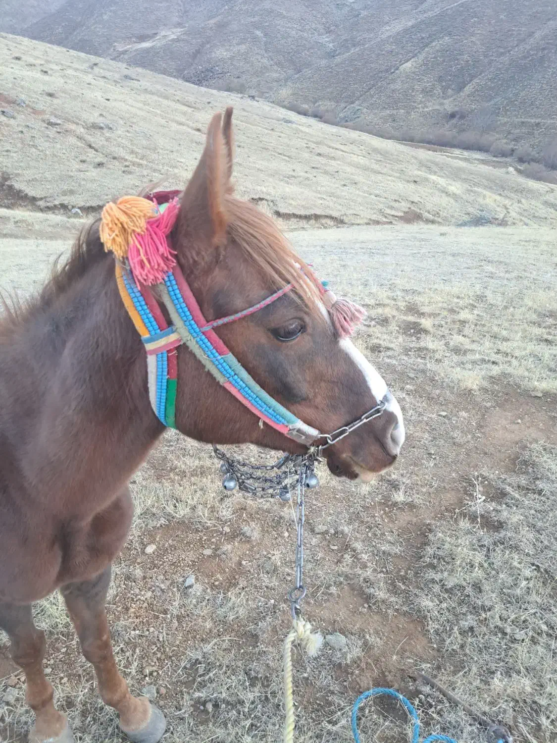 یک عد ماین با ماده|اسب و تجهیزات اسب‌سواری|سقز, |دیوار