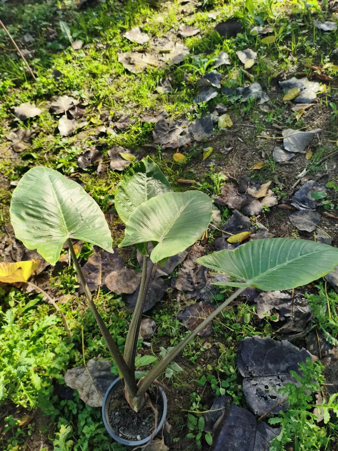 گل بابا آدم|گل و گیاه طبیعی|پردیس, فاز ۲|دیوار