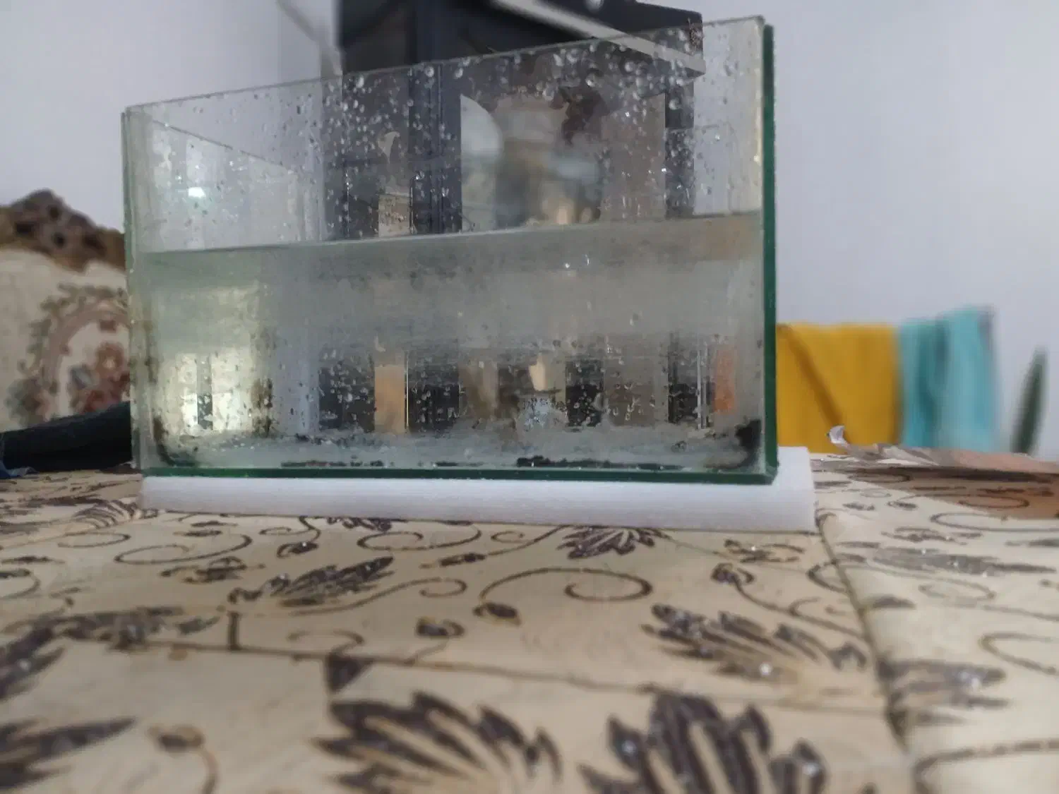 آکواریم|ماهی|اردبیل, |دیوار