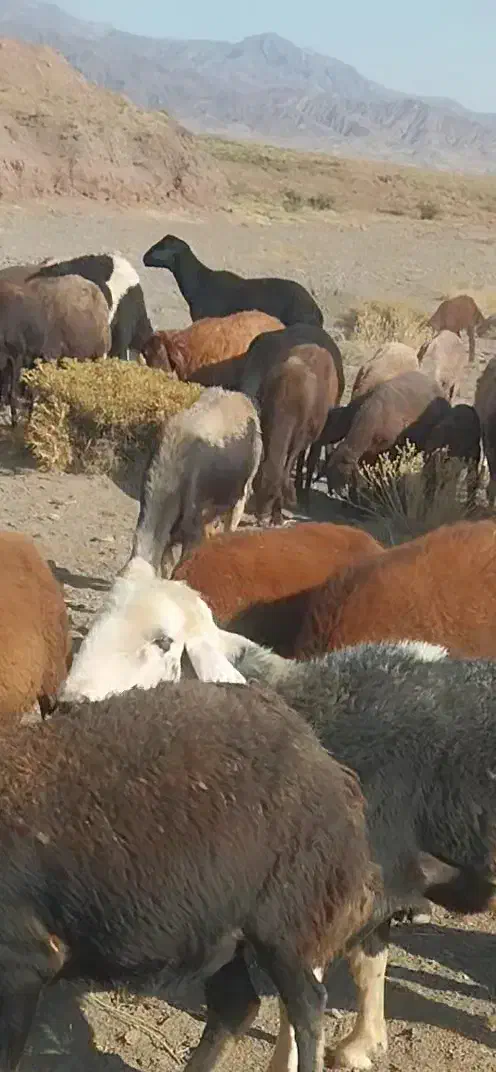 دوعدد قوچ اصل میاندوآب پرش تضمینی|حیوانات مزرعه|خوی, |دیوار