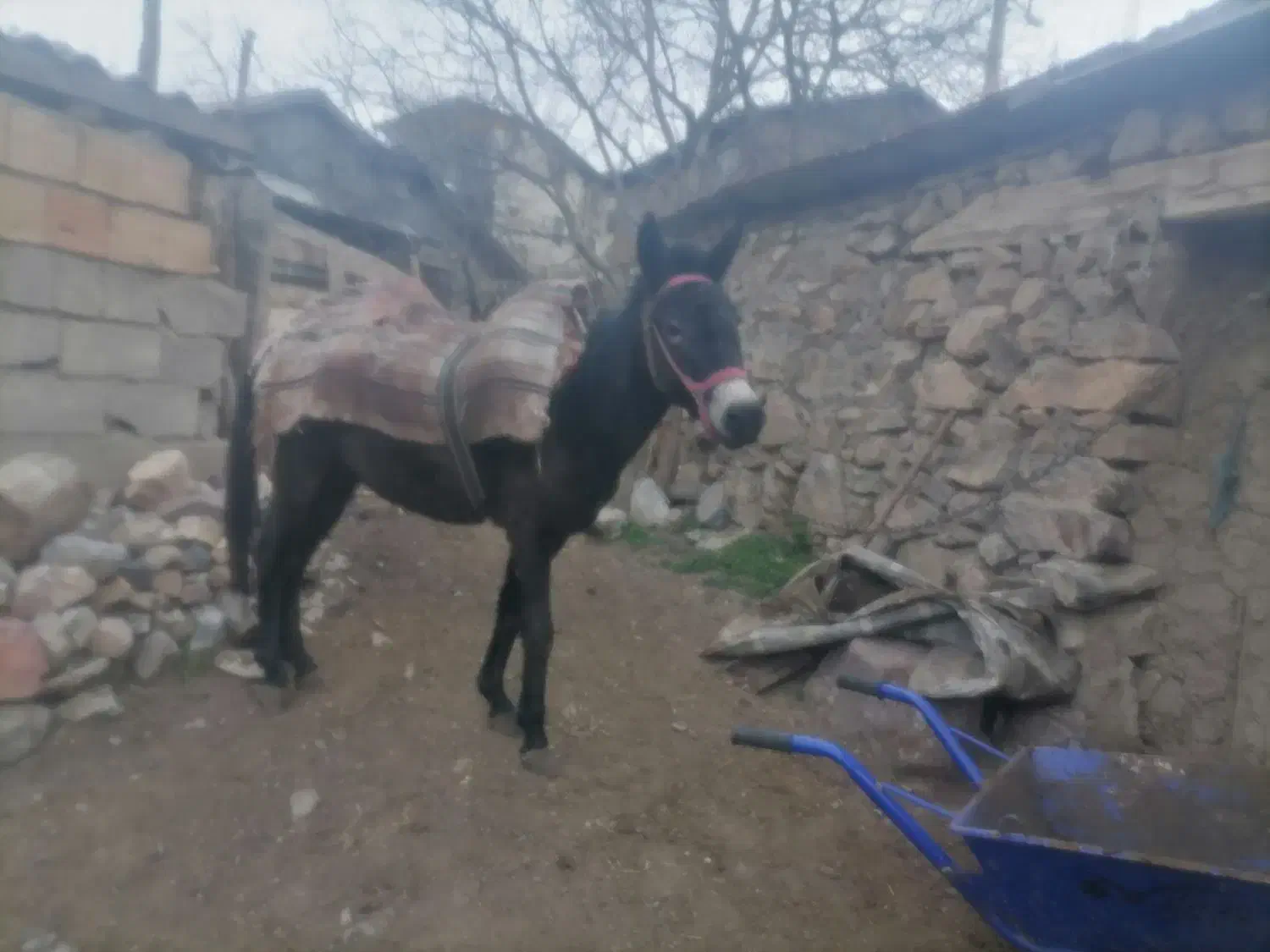 حیوان اهلی|حیوانات مزرعه|مرزنآباد, |دیوار