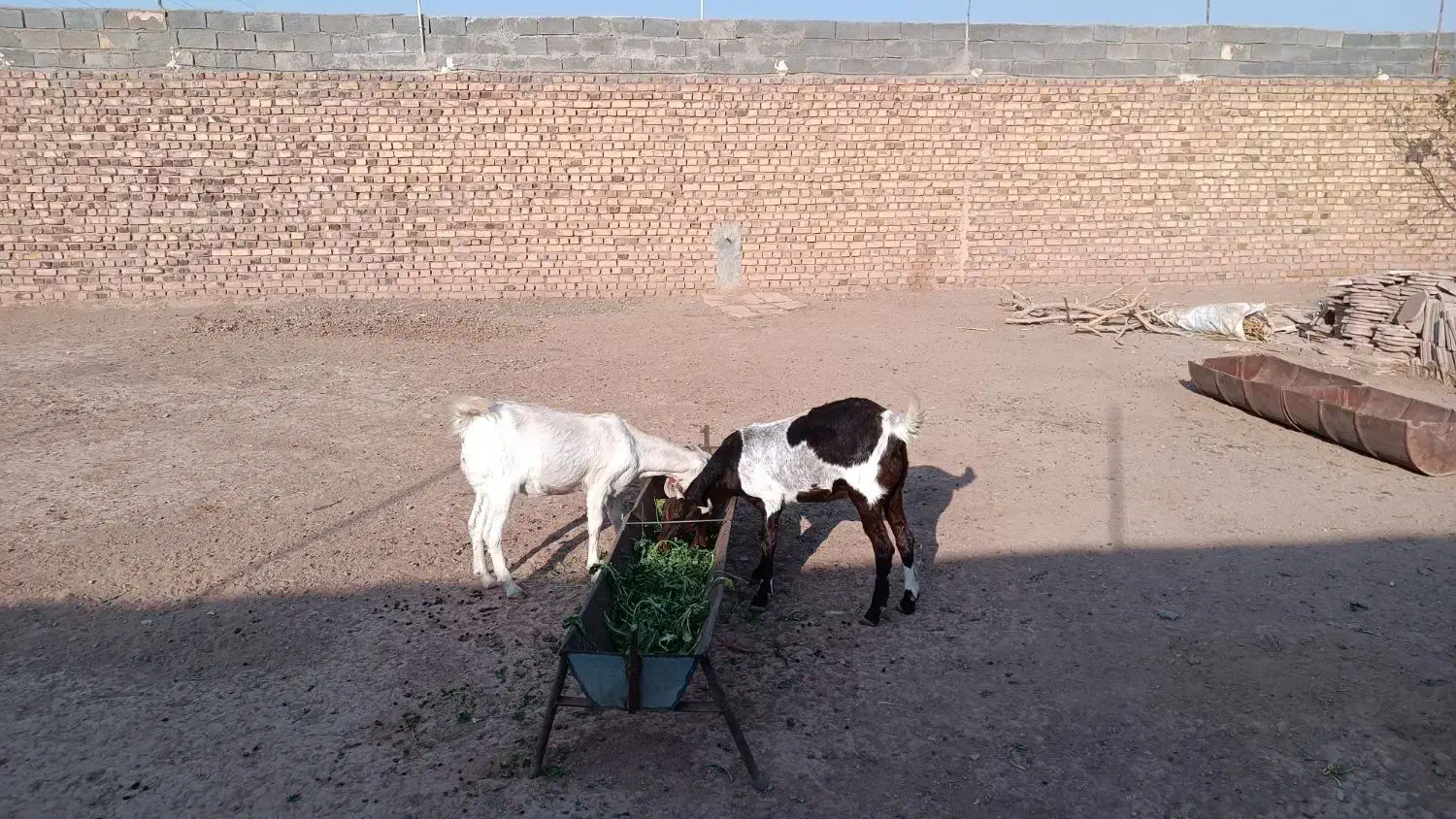 دوراس یکساله جنس دار|حیوانات مزرعه|تربت جام, کاریز نو سفلی|دیوار