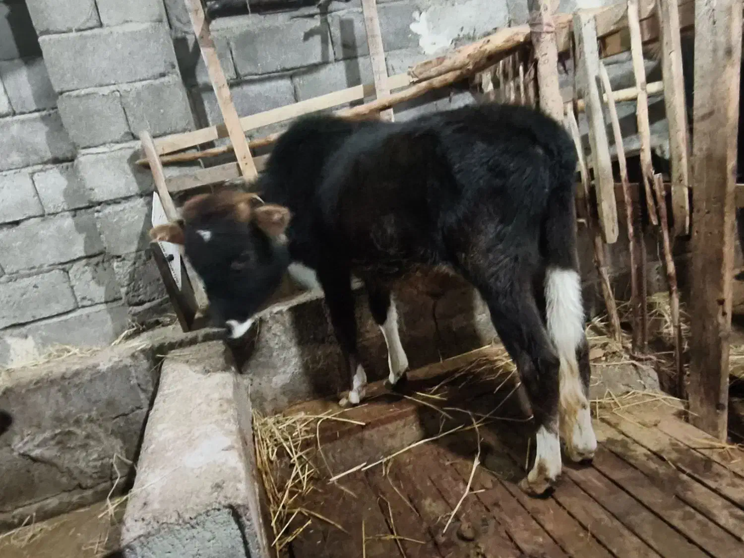 فروش ورزا|حیوانات مزرعه|لشت نشا, |دیوار