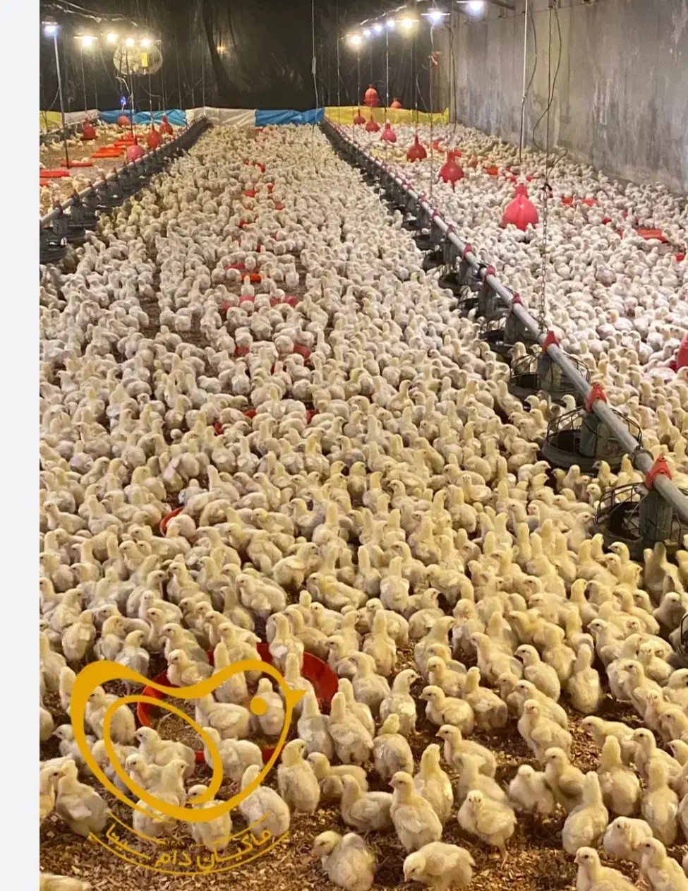 استخدام کارگر فنی و نگهبان مرغداری|استخدام صنعتی، فنی، مهندسی|زاهدان, |دیوار