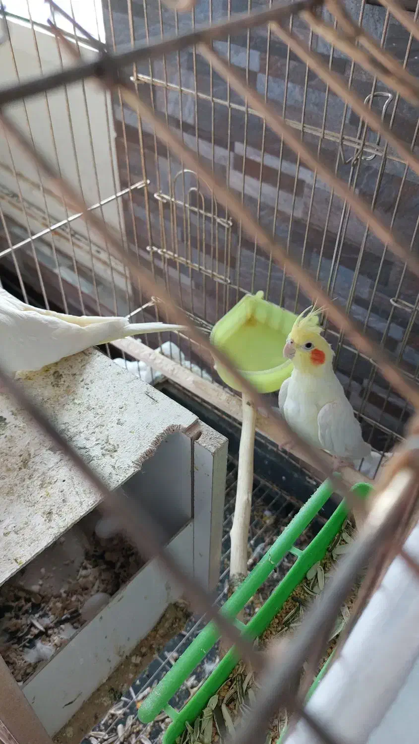 جفت عروس روی تخم|پرنده|کرمان, |دیوار