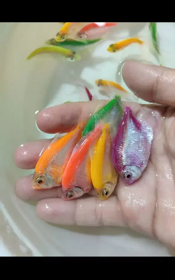 ماهی آکواریومی|ماهی|سبزوار, پیام|دیوار