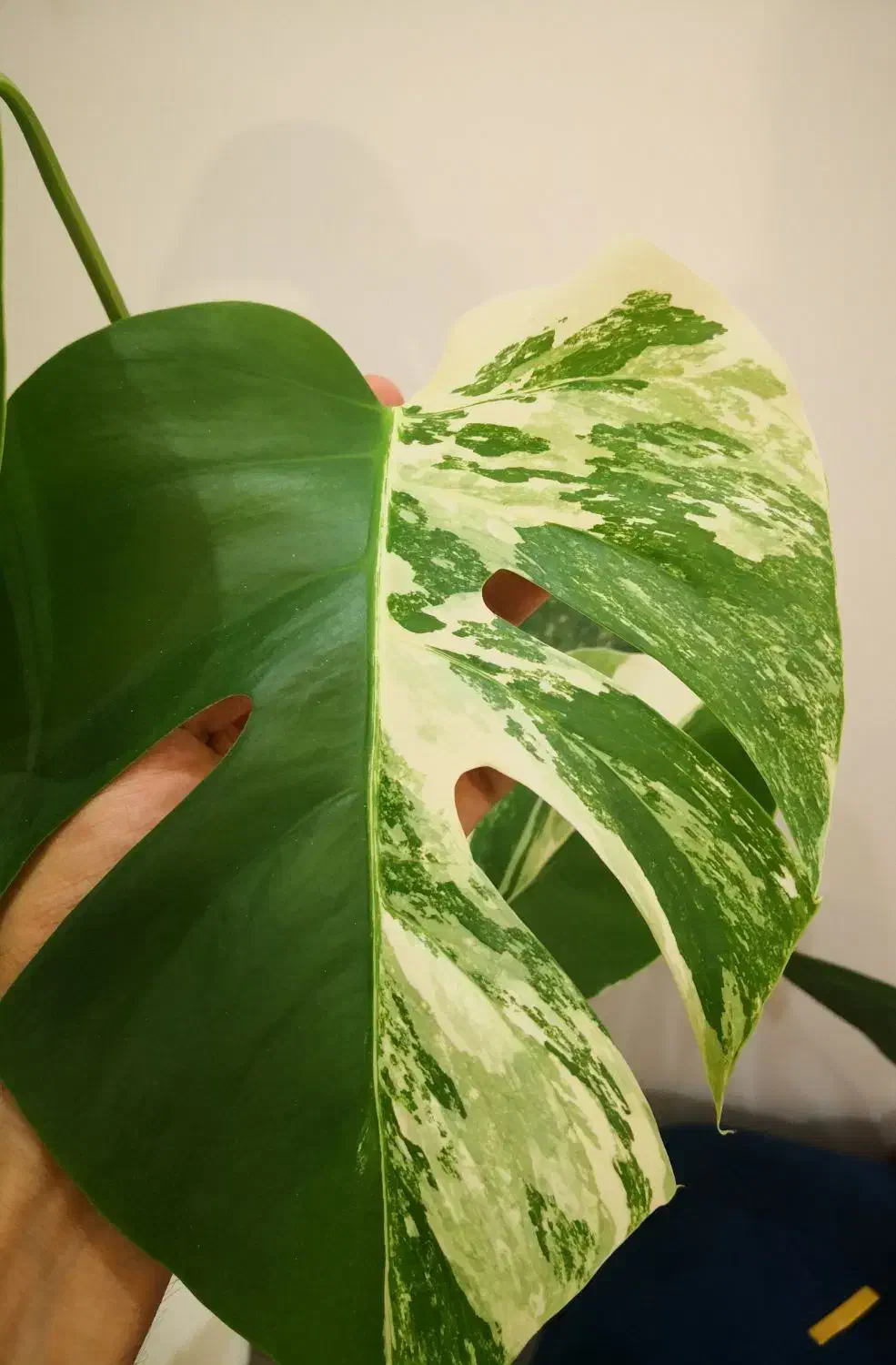 برگ انجیری ابلق، مانسترا ابلق|گل و گیاه طبیعی|قم, انسجام|دیوار