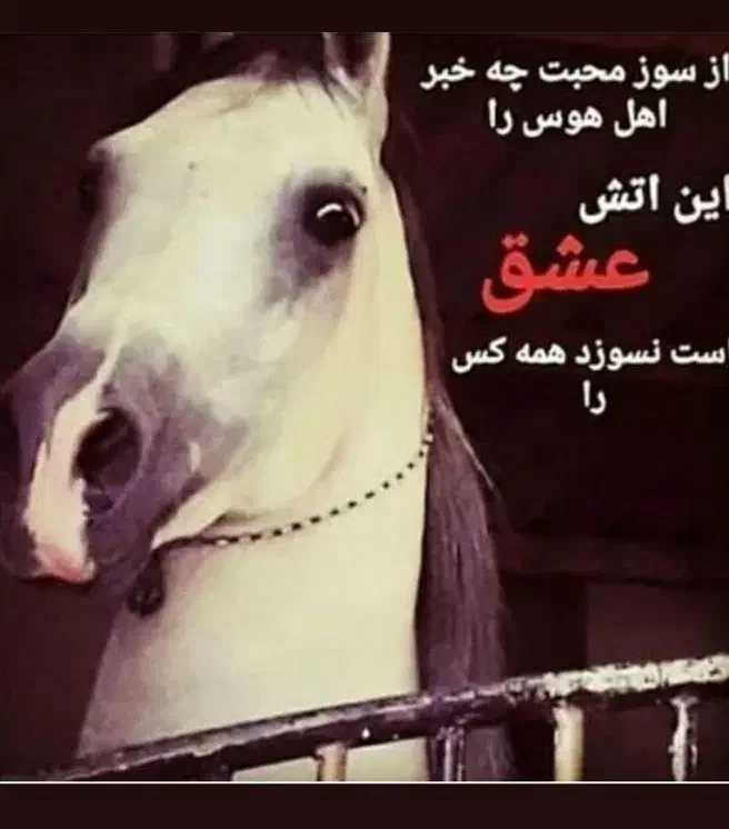 فروش تعدادی  اسب درجه یک با بهترین قیمتها|اسب و تجهیزات اسبسواری|زید آباد, |دیوار