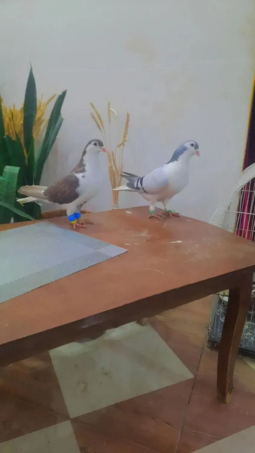 یک جفت کفتر ساده امری آبی نر با ماده مشکی|پرنده|تربت جام, شهرک معلم|دیوار