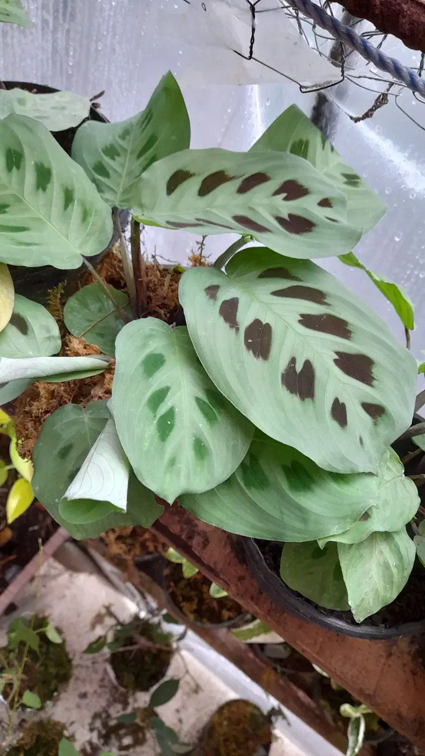 انواع گلهای تازه|گل و گیاه طبیعی|آستارا, |دیوار