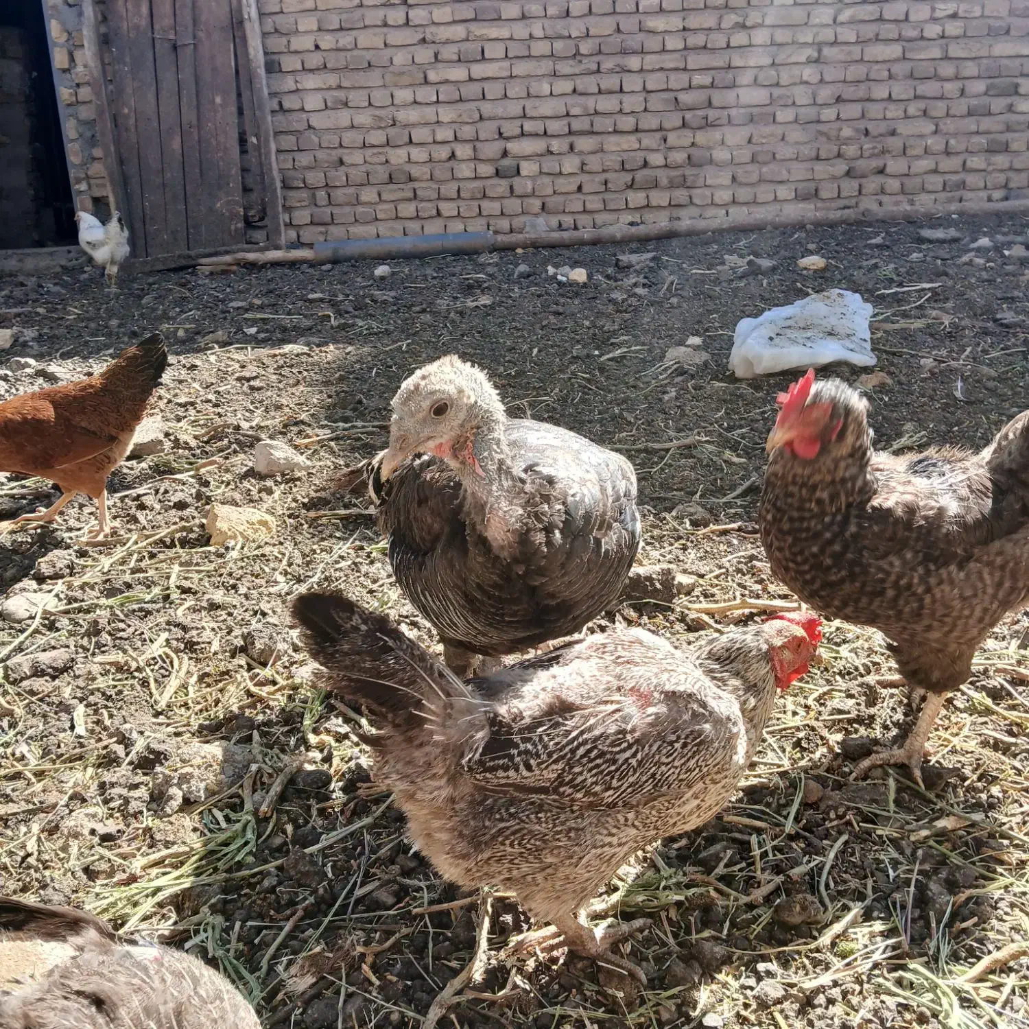 مرغ و خروس|حیوانات مزرعه|سلطانیه, |دیوار
