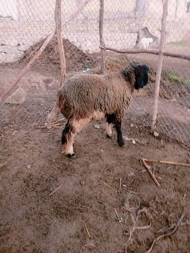 بره|حیوانات مزرعه|شوشتر, |دیوار