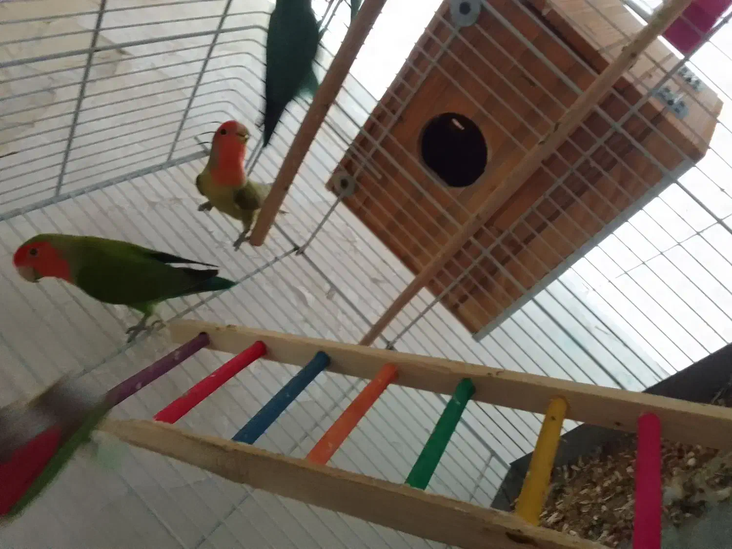 پرنده  دو جفت  با ا قفس همه یک جاه|پرنده|لامرد, |دیوار