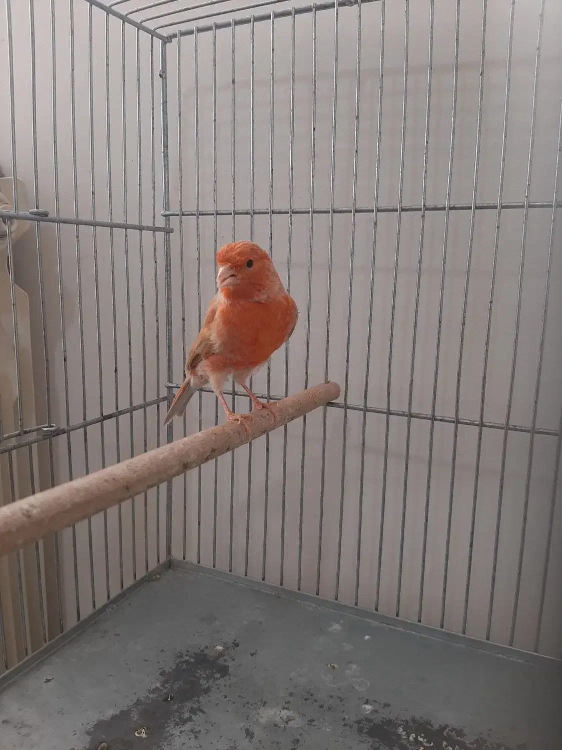 قفس پرون ، قفس جفت کنی|لوازم جانبی حیوانات|محمدشهر, شهرک پیام (مهرالبرز)|دیوار