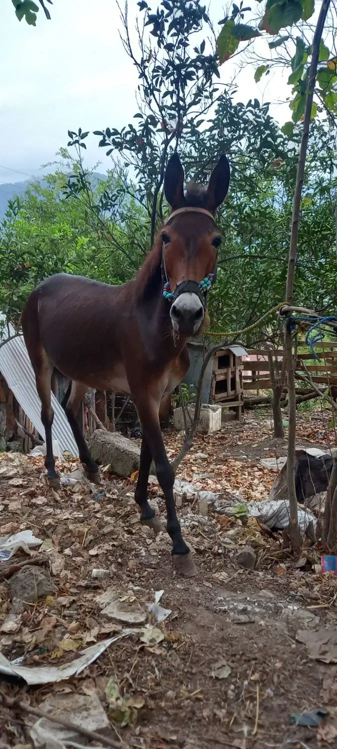 قاطر جوان|حیوانات مزرعه|رانکوه, |دیوار