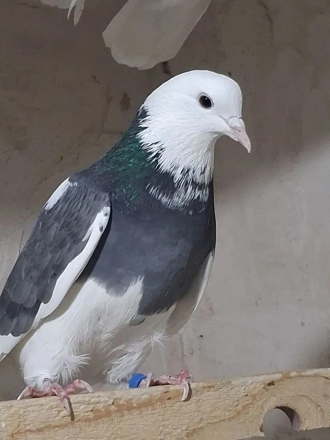 چند جفت کفتر مایه|پرنده|سیرجان, |دیوار