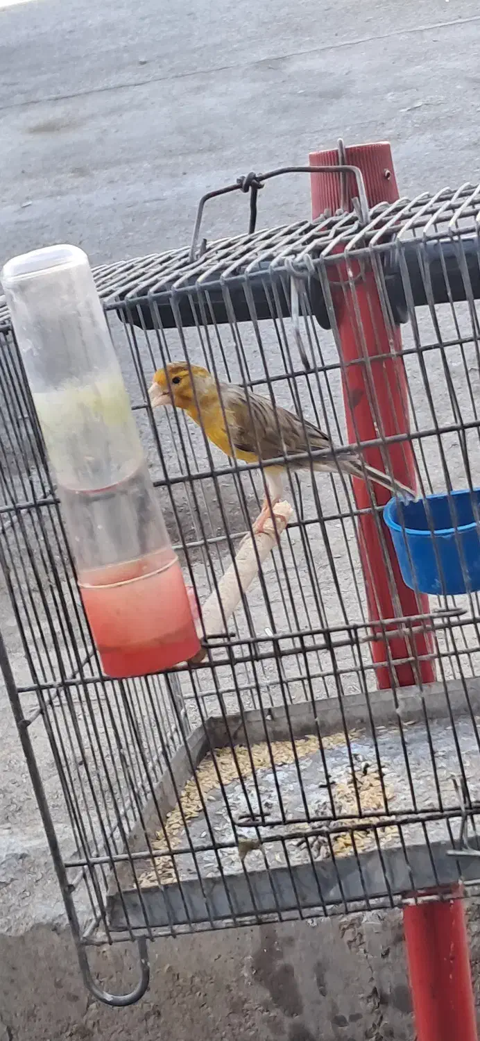 قناری مس مس هن شلاقی|پرنده|شیراز, کوشک میدان|دیوار