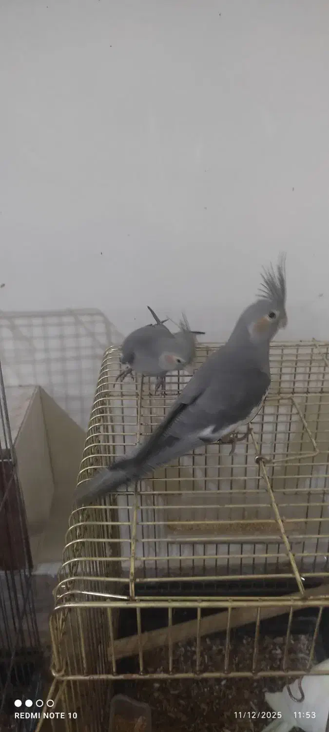 عروس هلندی|پرنده|تهران, دولاب|دیوار